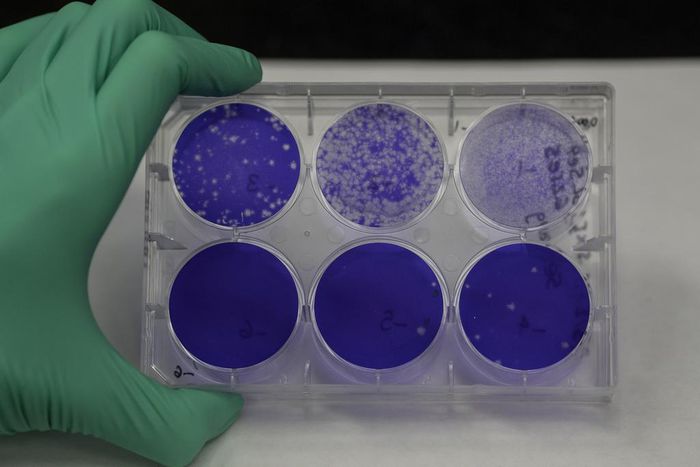 Hundreds of Scientists Scramble to Find a Coronavirus Treatment