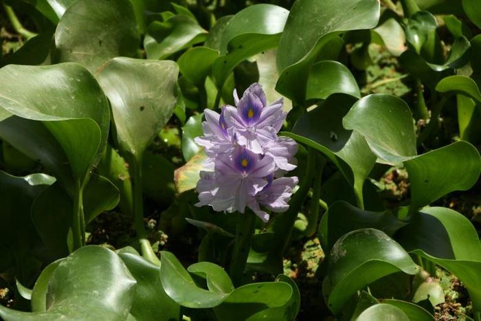 The water hyacinth -- nicknamed the "Nile flower" in Iraq -- is an invasive plant native to South America's Amazon basin that has ravaged ecosystems across the world, from Sri Lanka to Nigeria