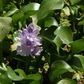 The water hyacinth -- nicknamed the "Nile flower" in Iraq -- is an invasive plant native to South America's Amazon basin that has ravaged ecosystems across the world, from Sri Lanka to Nigeria