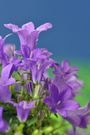 The 20 Best Perennials To Add Some Life And Color To Your Home Garden