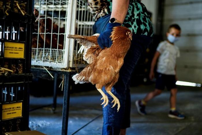 Chicken sales in Belgium have gone 'crazy' during the lockdown