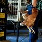 Chicken sales in Belgium have gone 'crazy' during the lockdown