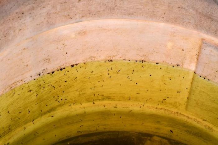 A discolored container of drinking water seen layered with  insects and larvae in the indigenous community of Mision Chaquena, near the town of Embarcacion in Argentina's Salta province