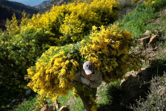 Italian farmers have suffered badly at the hands of coronavirus and the driest spring for 60 years with many crops rotting unharvested