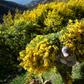 Italian farmers have suffered badly at the hands of coronavirus and the driest spring for 60 years with many crops rotting unharvested
