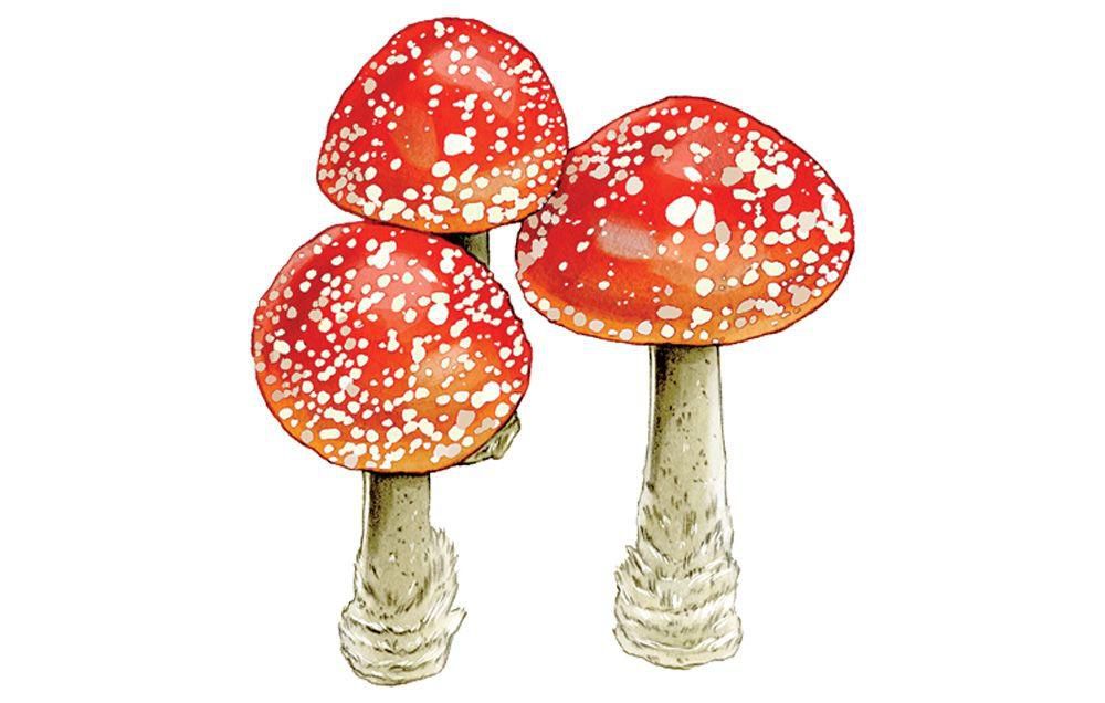 psychedelics drugs treat anxiety