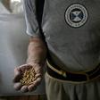 Soya beans are one of Argentina's major exports, alongsiude soya flour and soya oil, where the South American country is the world leader