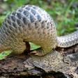 Pangolins are critically endangered and have long been protected, but they are sold in the markets of the capital Libreville and their meat is popular