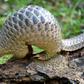 Pangolins are critically endangered and have long been protected, but they are sold in the markets of the capital Libreville and their meat is popular