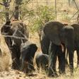 virtual safaris are an opportunity to observe how wildlife behave in the absence of tourists