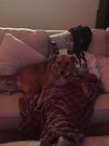 Paige decompressing on the couch with her familys dog.