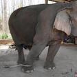 With global travel paralysed the animals are unable to pay their way, including the 300 kilograms (660 pounds) of food a day a captive elephant needs to survive