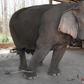 With global travel paralysed the animals are unable to pay their way, including the 300 kilograms (660 pounds) of food a day a captive elephant needs to survive