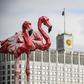 Flamingo statues stand in front of Russia's government building as the ruble tumbled on March 9 to a four-year low amid a crash in oil prices
