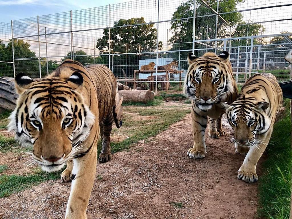40 Things You Probably Didn't Know About 'Tiger King'