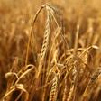 The dispute would cost the Australian barley industry at least Aus$500 million ($327 million) a year