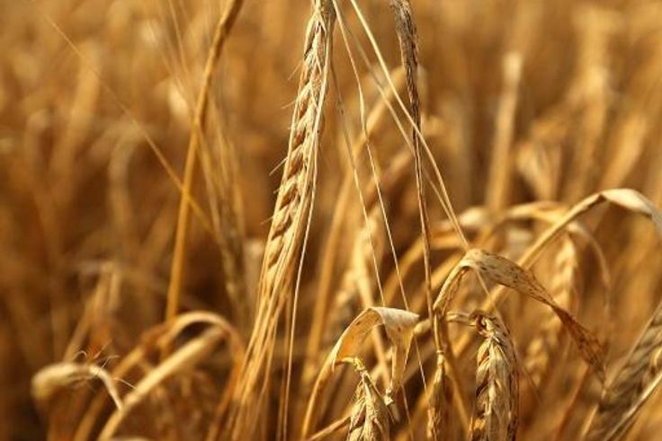 The dispute would cost the Australian barley industry at least Aus$500 million ($327 million) a year