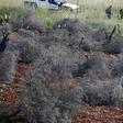 Israeli soldiers among felled olive trees on lands belonging to Palestinians (unseen) from al-Sawiyah village south of Nablus city in the occupied West Bank earlier this month