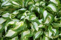 The 20 Best Perennials To Add Some Life And Color To Your Home Garden