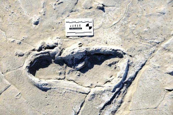 A human footprint dated to between 19,100 and 5,760 years ago at the Engare Sero site, south of Tanzania's Lake Natron