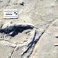 A human footprint dated to between 19,100 and 5,760 years ago at the Engare Sero site, south of Tanzania's Lake Natron