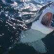 The 12 Best Shark Movies of All Time
