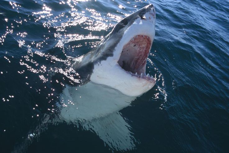 The 12 Best Shark Movies of All Time