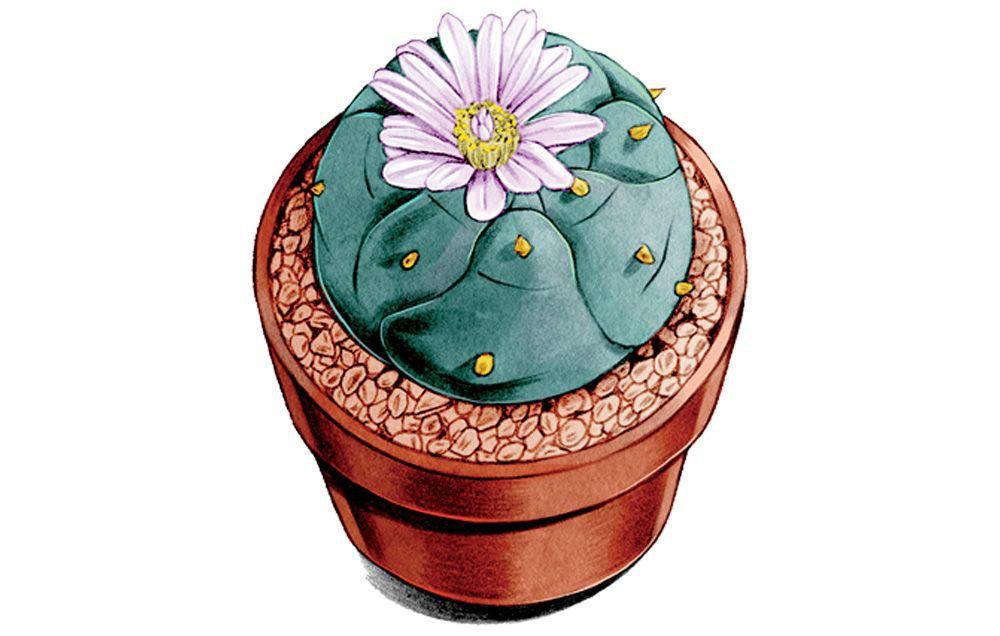 psychedelics drugs treat anxiety