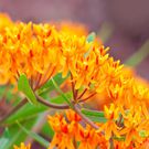 The 20 Best Perennials To Add Some Life And Color To Your Home Garden