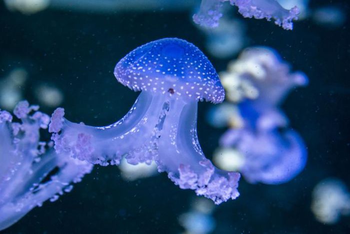 Dr. Pimple Popper Pops A Lipoma