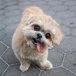 Marnie, Shih Tzu Who Charmed Instagram With Her Lolling Tongue, Dies at 18