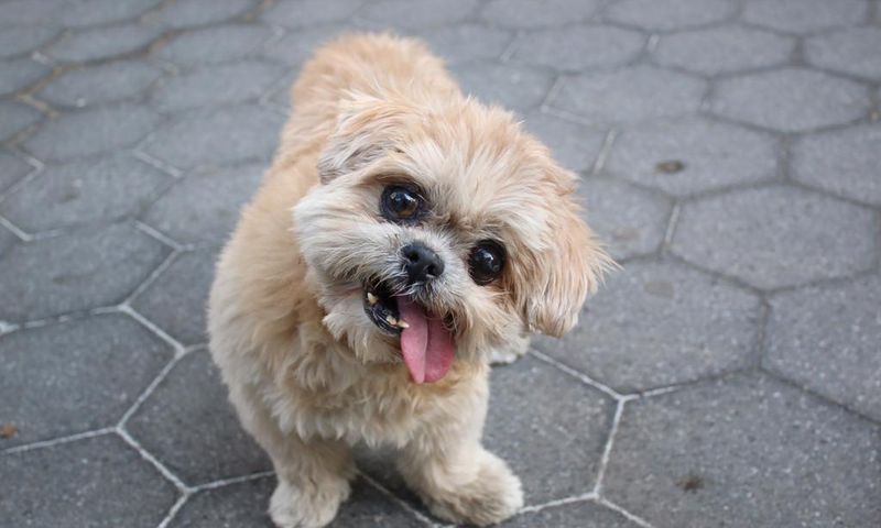 Marnie, Shih Tzu Who Charmed Instagram With Her Lolling Tongue, Dies at 18