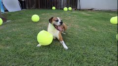 This Guy Surprised His Dog With 100 Tennis Balls