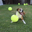 This Guy Surprised His Dog With 100 Tennis Balls