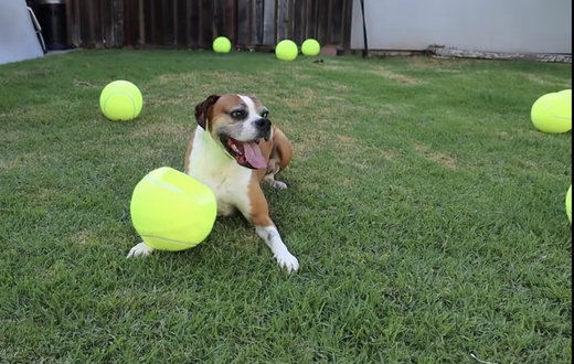 This Guy Surprised His Dog With 100 Tennis Balls