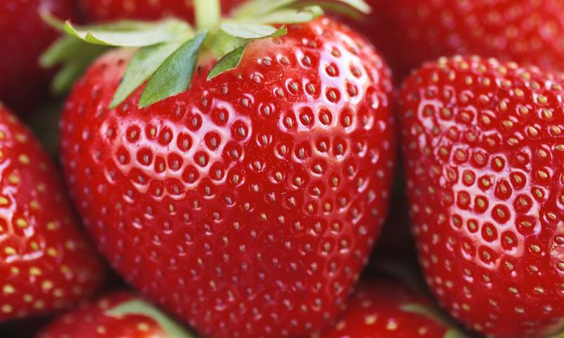Dr. Pimple Popper Pops Blackheads on a Berry Nose