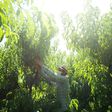 Fruit producers in northwestern Spain say they couldn't manage the harvest without the army of seasonal workers who turn up every year