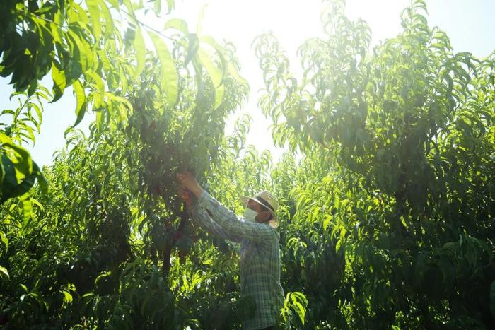 Fruit producers in northwestern Spain say they couldn't manage the harvest without the army of seasonal workers who turn up every year