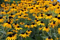 The 20 Best Perennials To Add Some Life And Color To Your Home Garden
