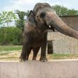 Pakistani elephant Kaavan is seen at the zoo in Islamabad in 2016, as activists have long called for his conditions to be improved