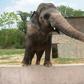 Pakistani elephant Kaavan is seen at the zoo in Islamabad in 2016, as activists have long called for his conditions to be improved