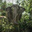 There are an estimated 2,000 elephants used in Thailand's lucrative tourism sector