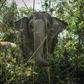 There are an estimated 2,000 elephants used in Thailand's lucrative tourism sector