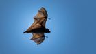 How Is The Novel Coronavirus Related To Bats?