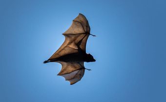 How Is The Novel Coronavirus Related To Bats?
