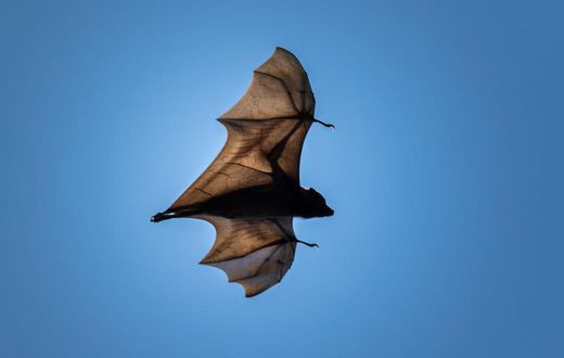 How Is The Novel Coronavirus Related To Bats?