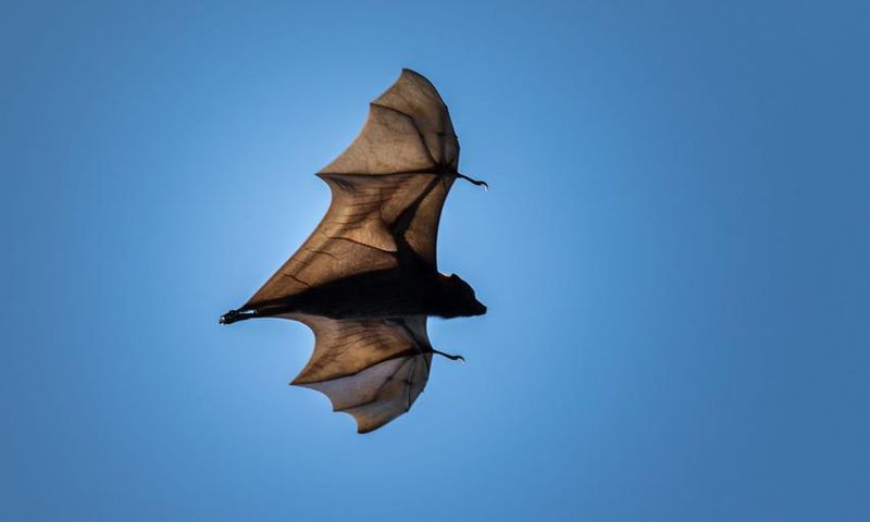 How Is The Novel Coronavirus Related To Bats?