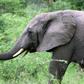 South Africa's safari industry worries about the challenges ahead in overcoming the impact of the virus lockdown