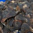 Pangolin scales are used in traditional Chinese medicine, and the animal could have been a possible vector in the novel coronavirus making a leap to humans