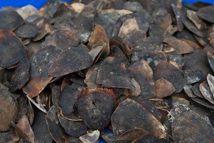 Pangolin scales are used in traditional Chinese medicine, and the animal could have been a possible vector in the novel coronavirus making a leap to humans